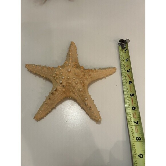 7” Old Knobby Starfish From The Sea Nautical Decor Beach House - Picture 2 of 4